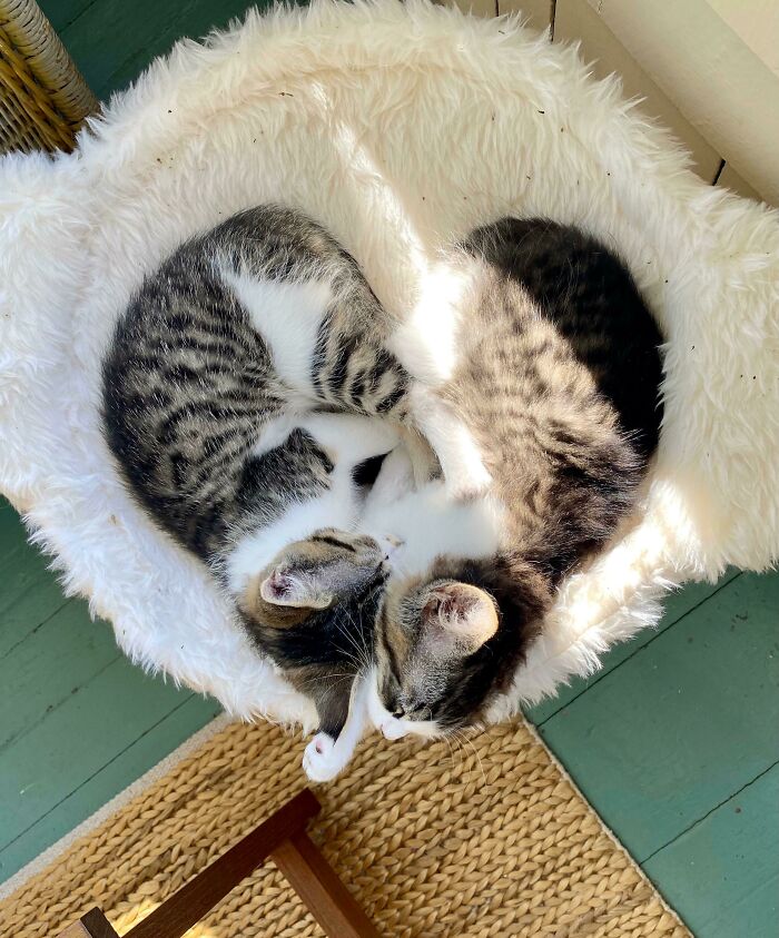 My Recently Retired Parents Adopted A Pair Of Kittens And They’re Literally Two Halves Of A Heart