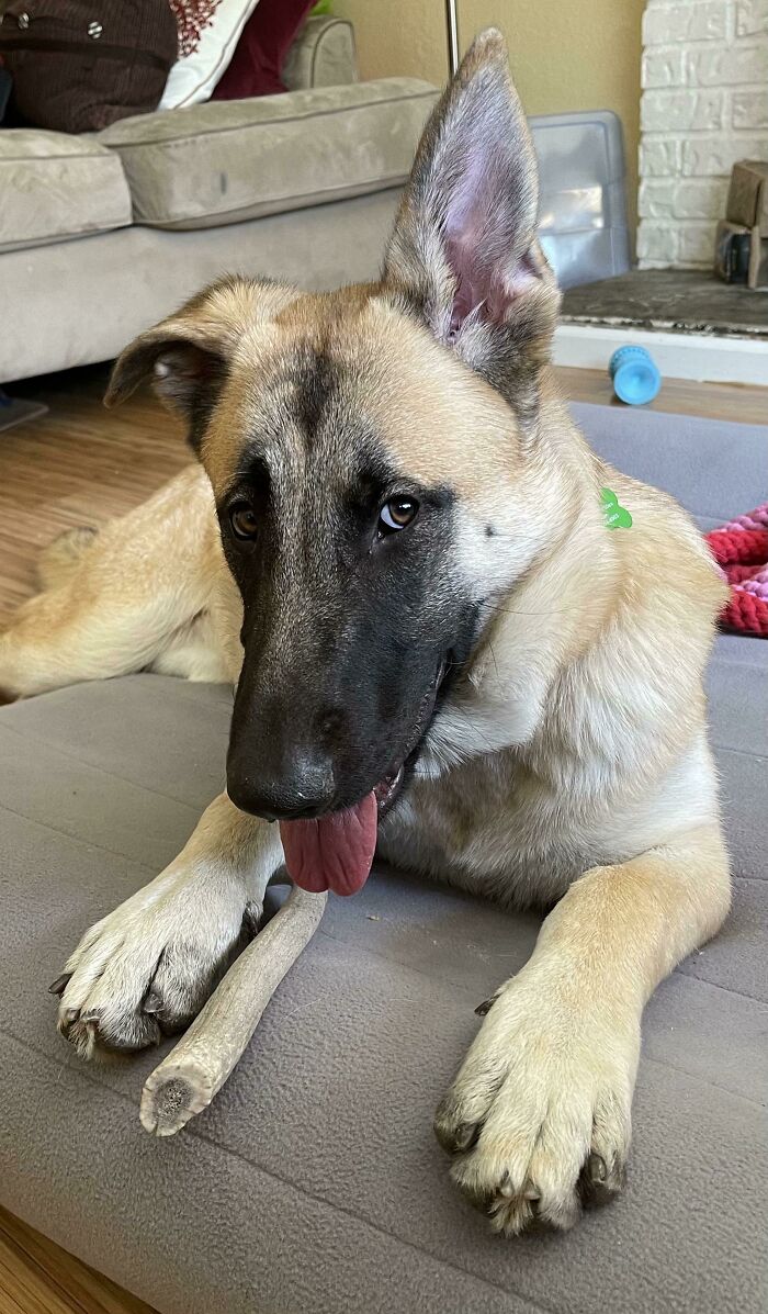 Adopted This Sweetheart Yesterday: 65lb, 7 Months Old, Supersonic Hearing