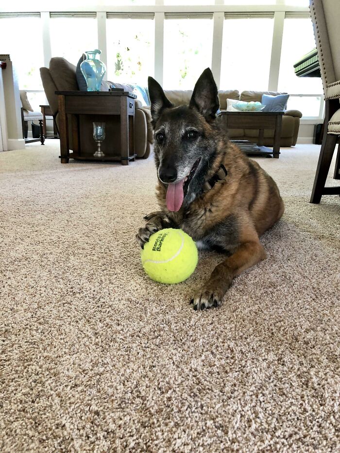 Saludad a nuestro perro de trabajo militar retirado que adoptamos. Ahora tiene juguetes para toda la vida, incluidas las pelotas de tenis más grandes que ha visto nunca