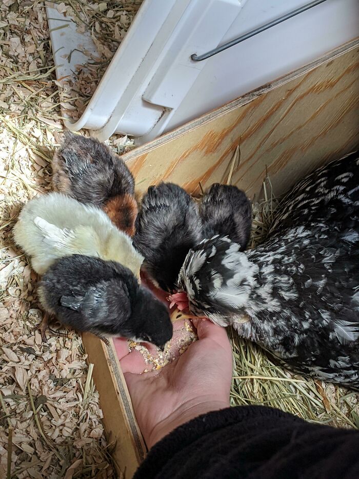 All Five Of My Hen's Adopted Babies Ate From My Hand For The First Time!