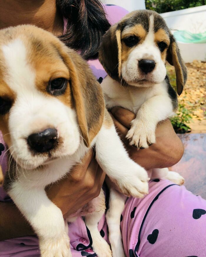 My Wife Adopted 2 Beagle - Maddie And Coco
