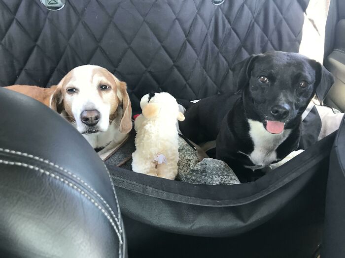 Just Adopted Today, Abby (Left) Doesn’t Seem Impressed, But Kidding, They Are Really Getting Along Great. Welcome To Forever Home!