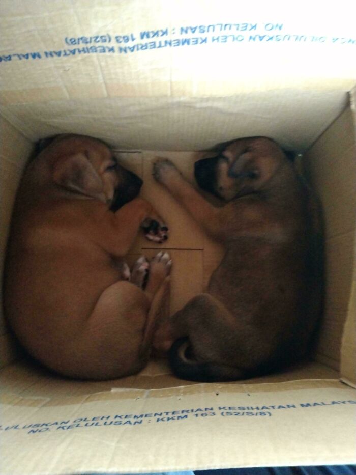 Adopted Two New Puppies Today. Cute Little Fellas Asleep In The Box During The Road Home