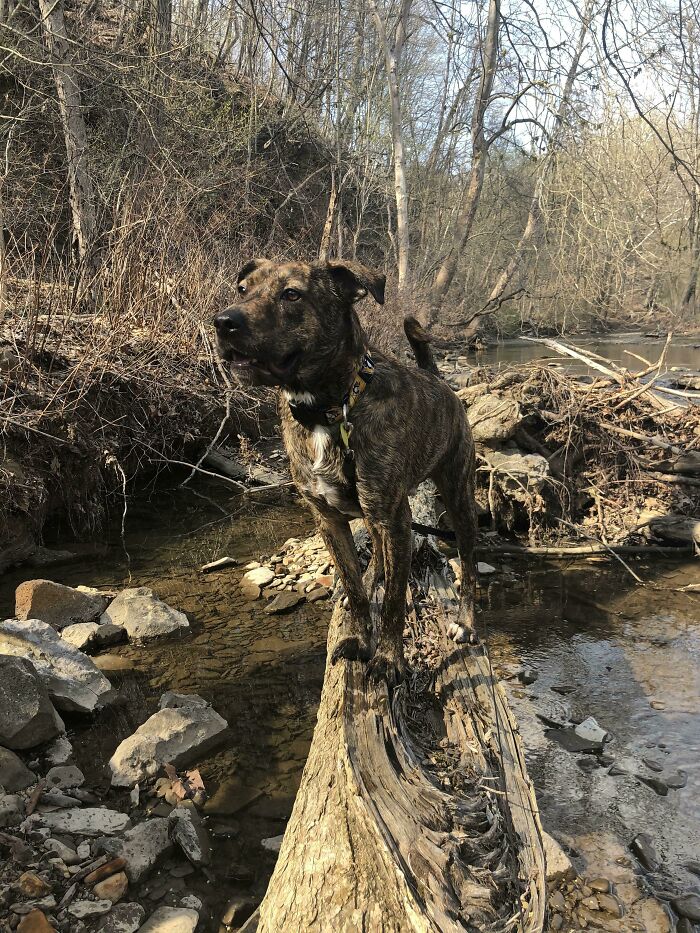 Meet Sid! Our Adopted 1.5 Yr Old Mountain Cur/Shar-Pei Mix