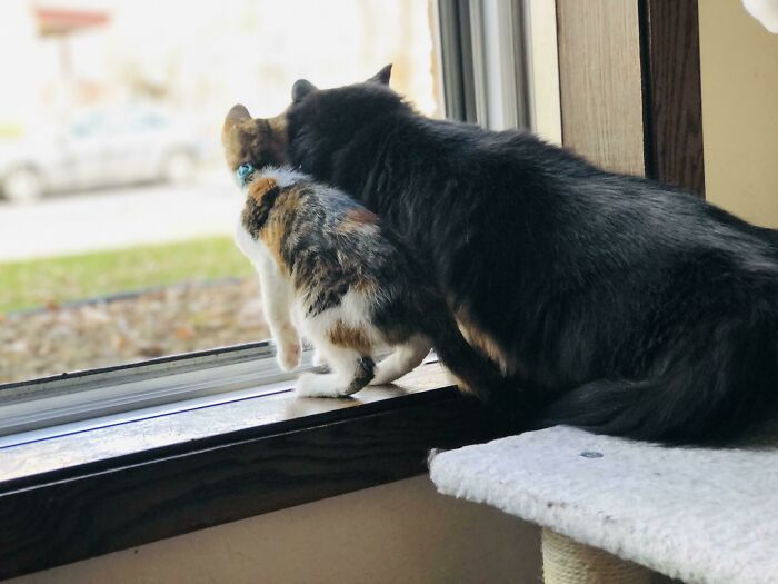We Adopted The Smaller Kitty 3 Days Ago. They’ve Bonded So Quickly