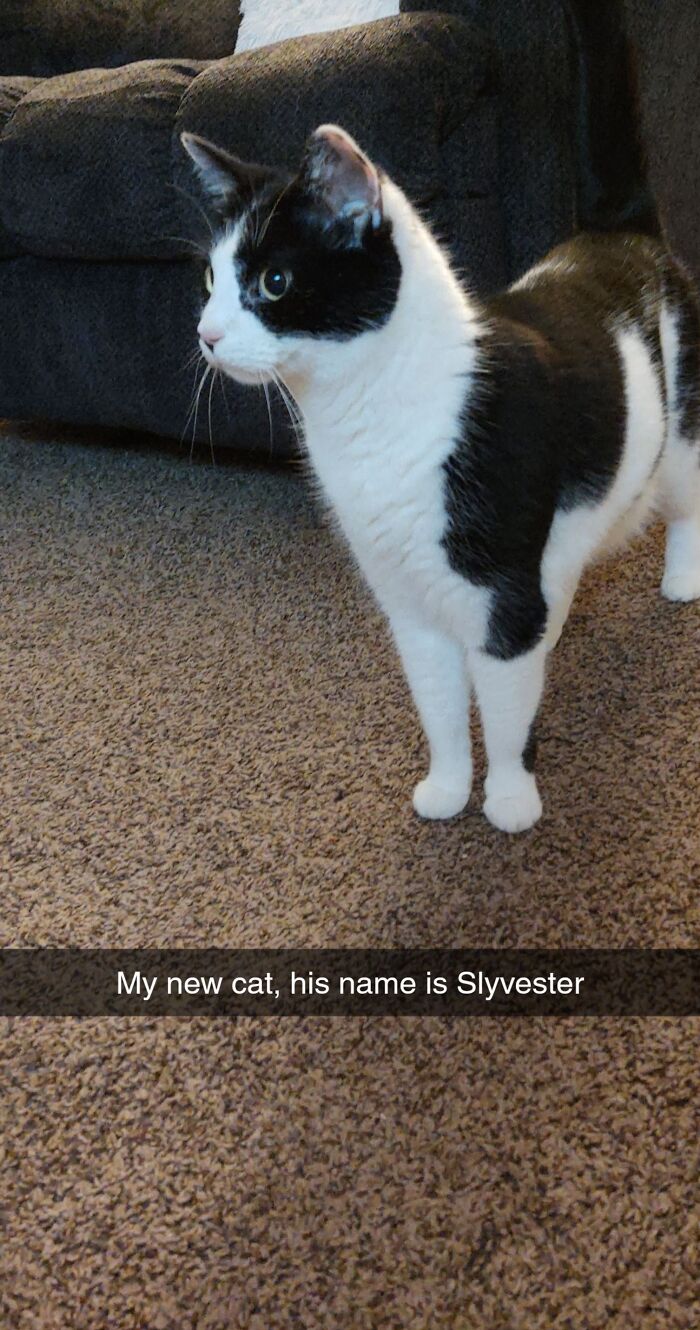 His Adoption Date Was 4/12/21! He's A Four Year Old Sweetheart Who Already Cuddles. His Name Is Sylvester, He's My First Pet