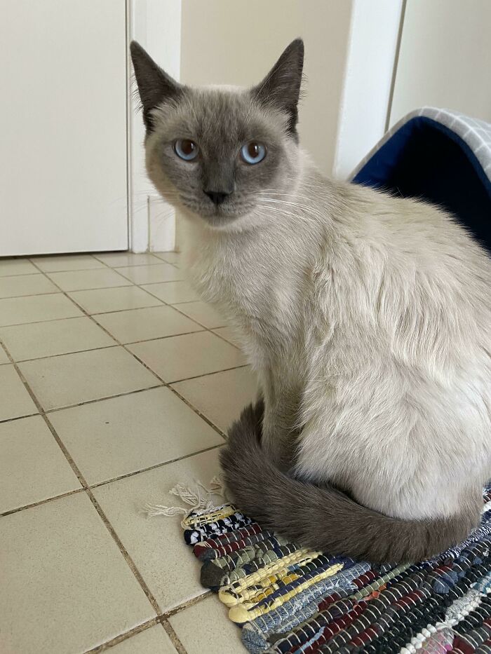 Adopted This Beautiful Boy Today, His Name Is Charlie, And He Is A Mixed Breed Birman. I Got Him From The Local Cat Shelter. Their Theory Behind Him Was That He Escaped From A Backyard Breeder. He’s Very Shy And Timid At The Present, But Is Settling In Well