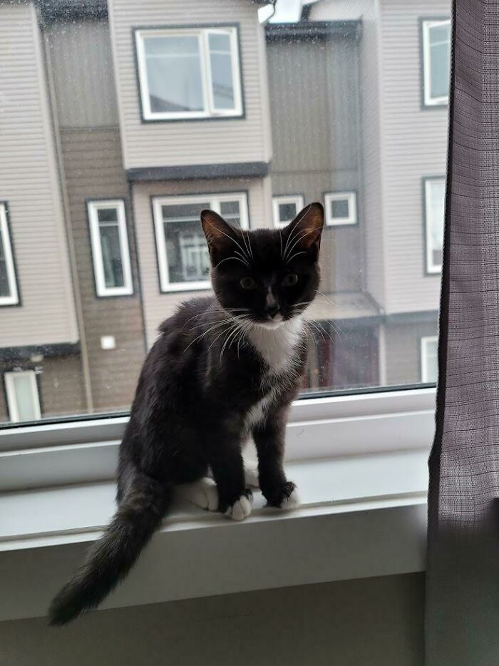Adopted A New Kitten On Wednesday!