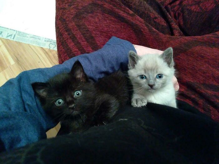 Brother And Sister Kittens Me And My Girlfriend Recently Adopted