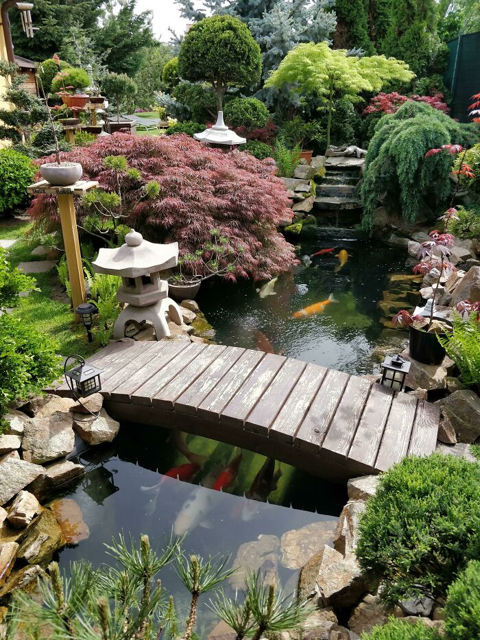 El jardín japonés de mi padre en el primer día soleado de 2019