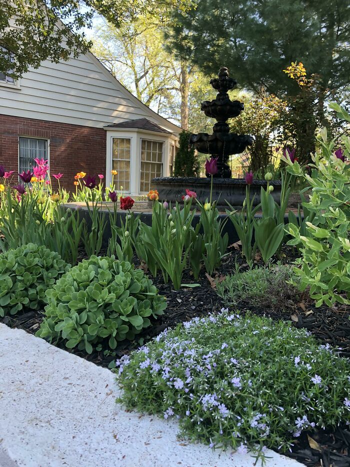 Planté estos tulipanes después de un mal día (en el frío) y me dije mientras cavaba que la primavera llegaría y florecerían y las cosas mejorarían. Tenía razón. Gracias antiguo yo