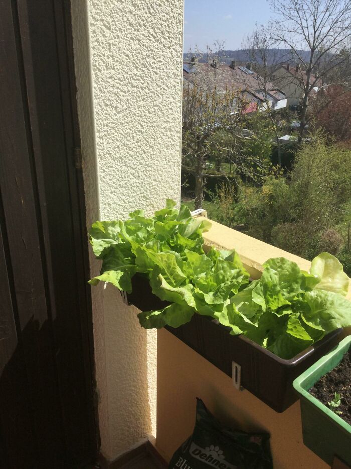 For Other People With Small Balconies: Salad Is Doing Great In Planter Boxes
