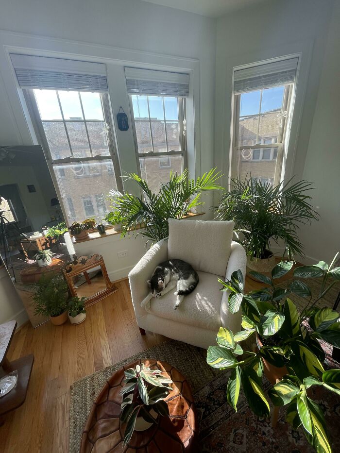 My Indoor Garden/Living Room