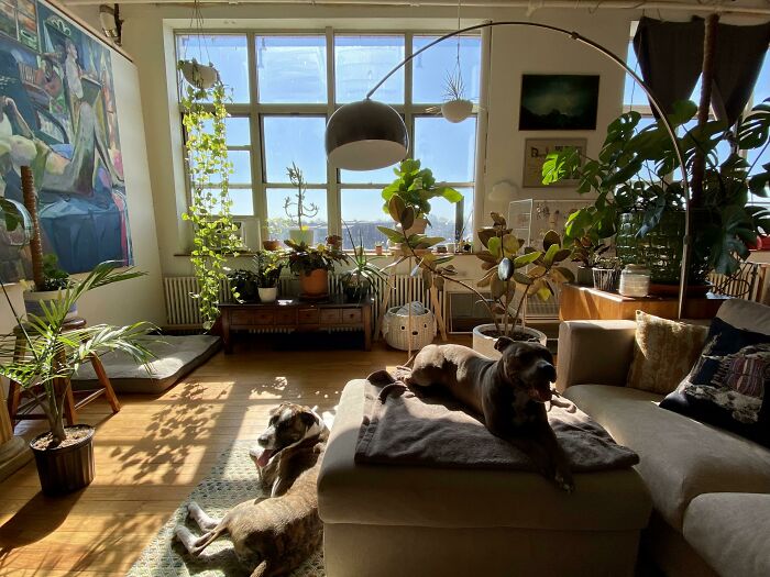 Perritos y plantas tomando sol matutino