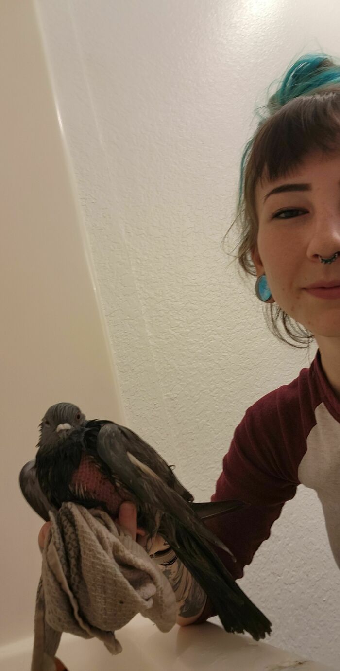 I Noticed A Pigeon At My Workplace That Hadn't Moved All Day And Saw That He Was Covered In Sticky Grease And Gravel, So I Took Him Home With Me And Cleaned Him All Up