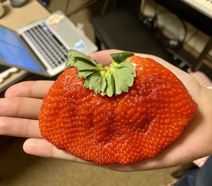 This Comically Huge Strawberry That I Purchased From The Grocery Store Today vs. Hand