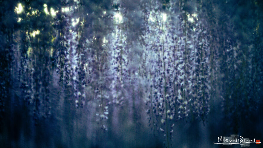 I Photographed Japanese Wisteria And Pictures Look Like Paintings