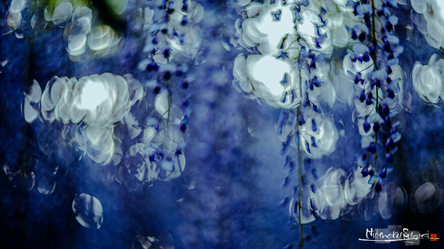 I Photographed Japanese Wisteria And Pictures Look Like Paintings
