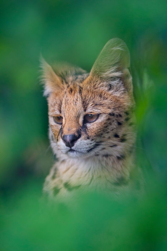 Wildlife-Photography-Animals-Best-Photos-Goran-Anastasovski