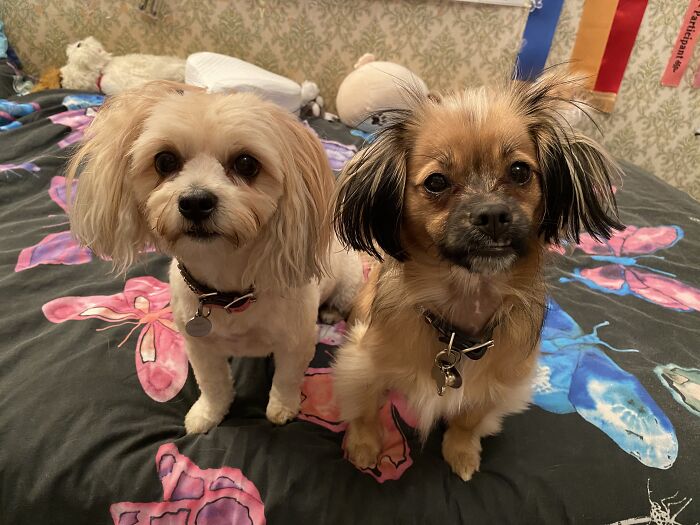 My Two Doggies.