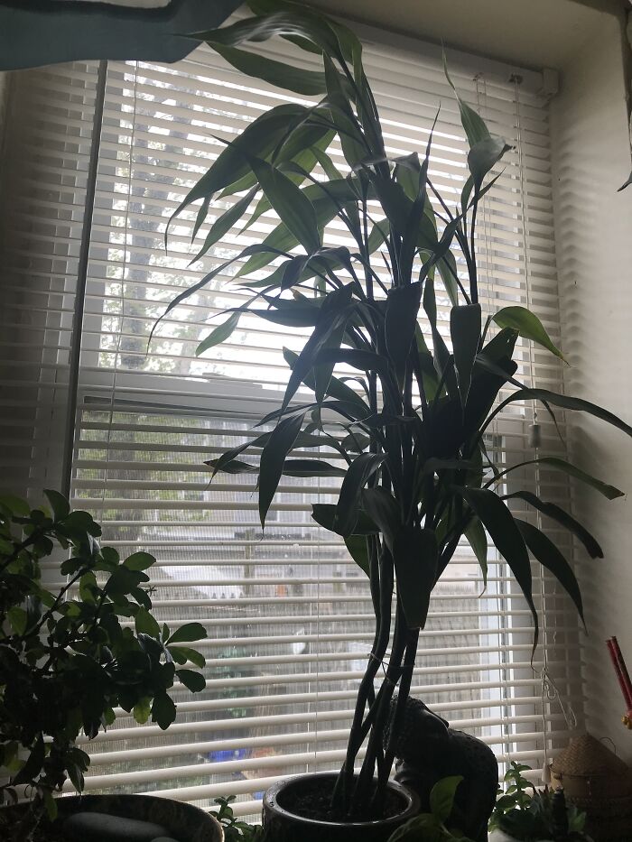 My Bamboo Plant , It Grow Twice The Size In 2 Years