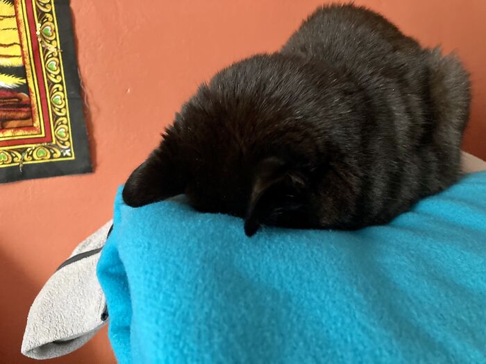 My Little Old Man Pirate In The “Faceplant” Pose. He’s 20+ And Sleeps A Lot, Often Like This