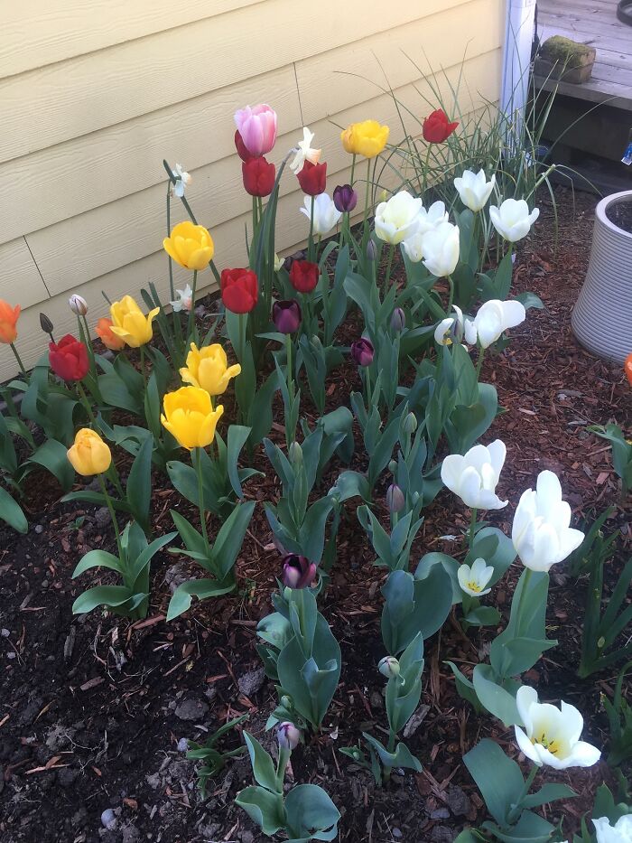 Some Of My Tulip Collection, Including Black Tulips Which I Love!
