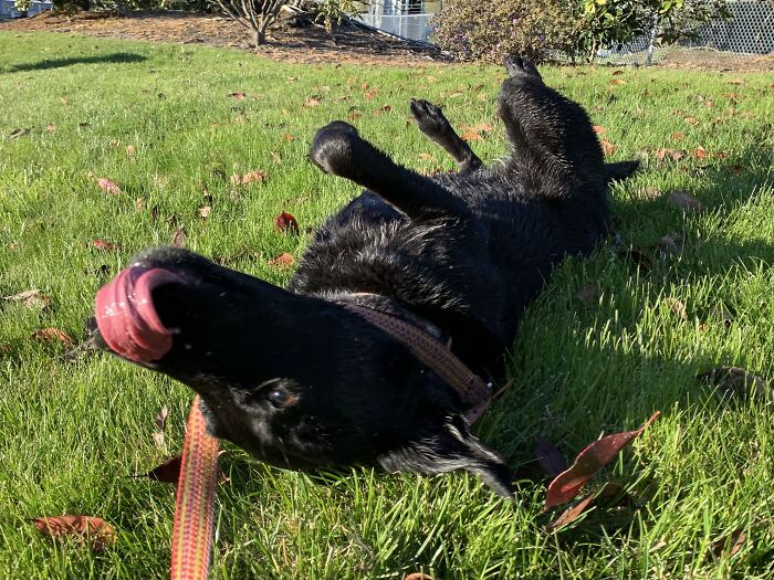 Rolling In The Grass After A Swim On The First Warm Spring Day Of The Year. The Good Life!
