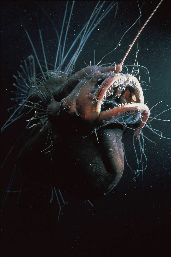 Anglerfish (My Favorite Fish)