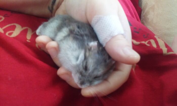 My Sweet Dwarf Hamster Arwen Asleep In My Hand