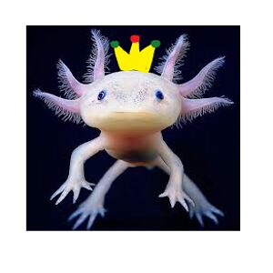 Axolotl King