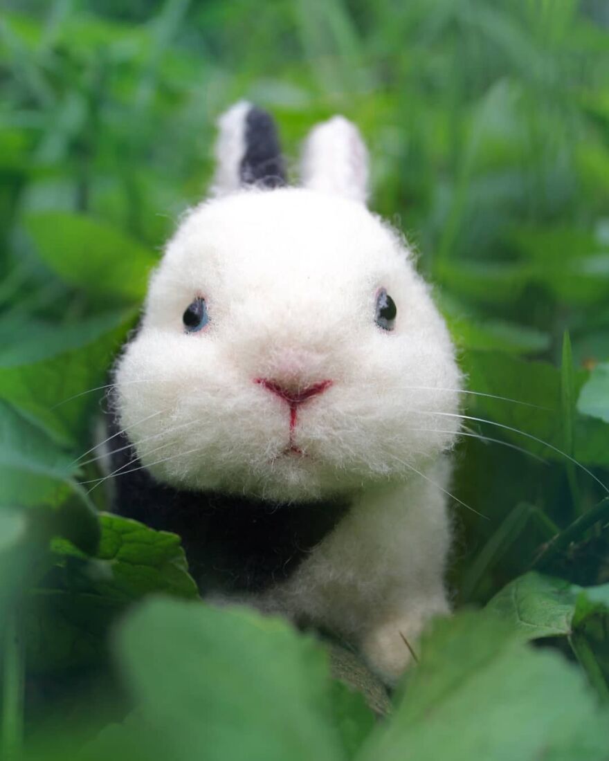 Bun Bun🐰
.
#reallookseriesmootomotto #bunny #rabbit