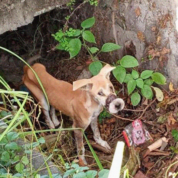 This Dog Ran Away From An Illegal Meat Farm In Bali, We Helped Her Heal And Found Her A Home