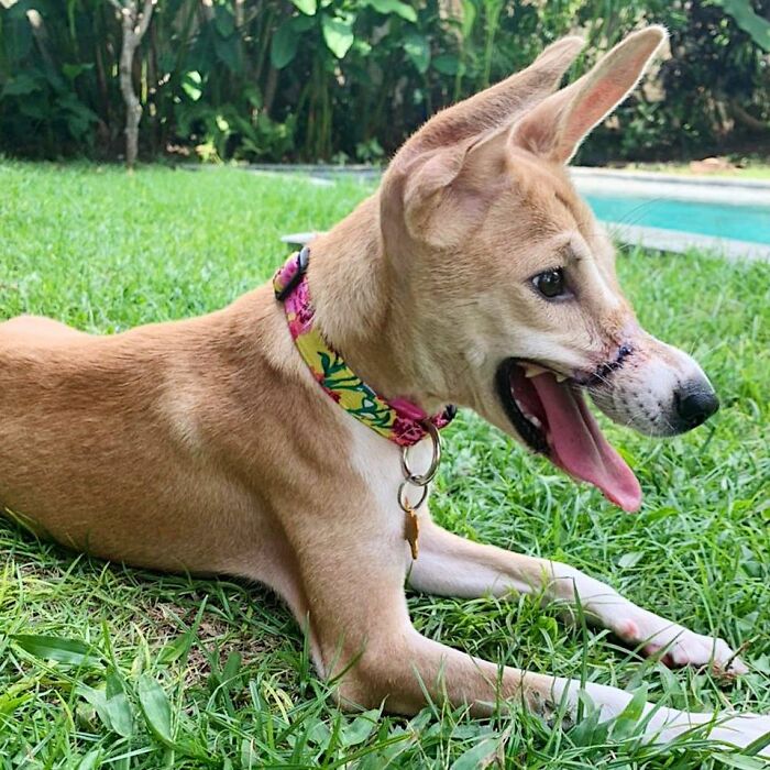 This Dog Ran Away From An Illegal Meat Farm In Bali, We Helped Her Heal And Found Her A Home