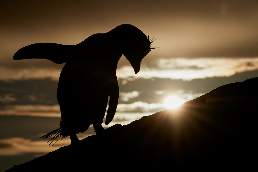 Southern Rockhopper Penguin By Mark Sisson