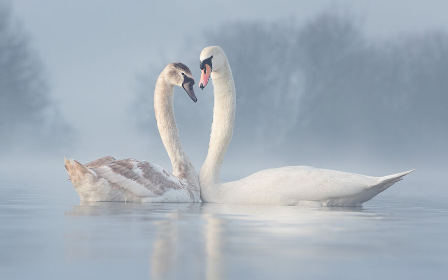 Mute Swan By Diana Schmies