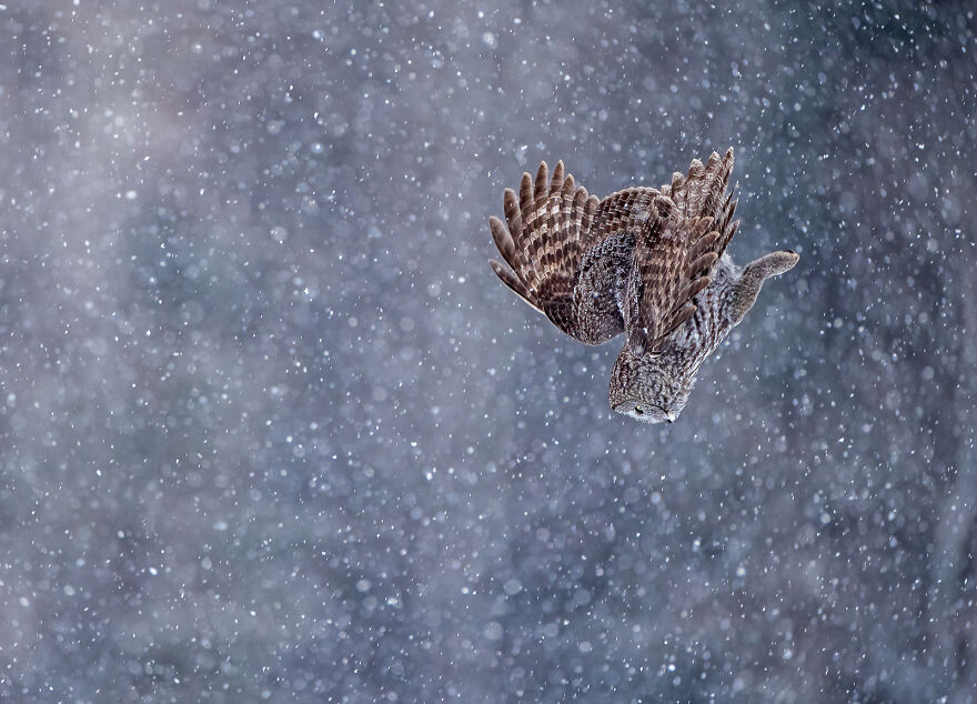 Great Grey Owl By Scott Suriano