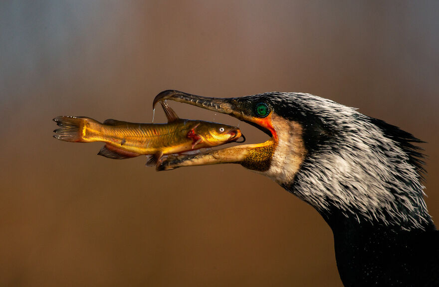 Great Cormorant By Irma Szabo