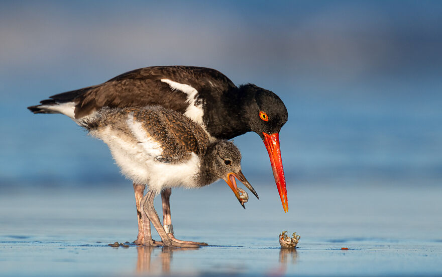 American Oystercatcher By James Wilcox