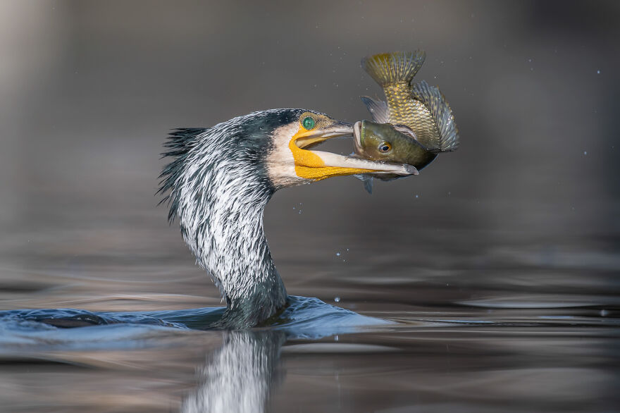 Great Cormorant By Tzahi Finkelstein