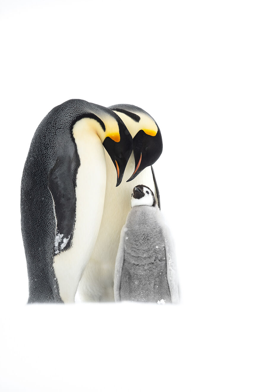 Emperor Penguins By Thomas Vijayan