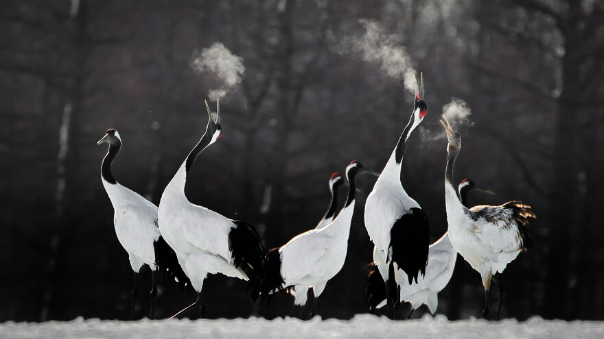 Red-Crowned Crane By Li Ying Lou