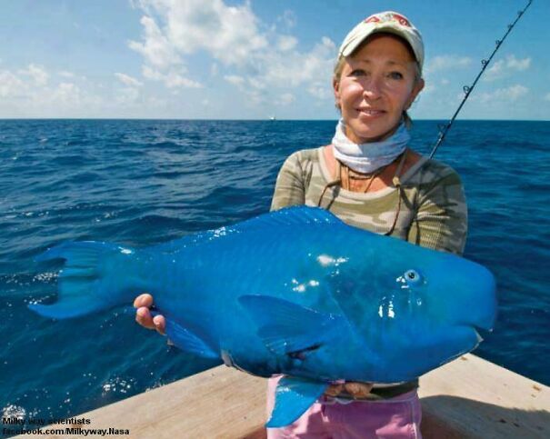 Blue-Parrotfish-6081af9e21550.jpg