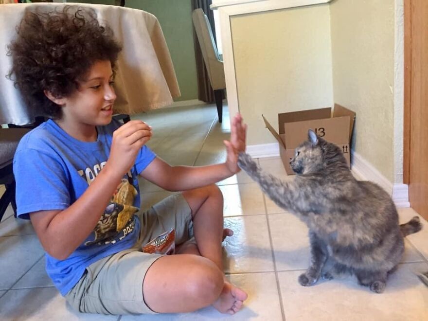 This 6th Grader Wanted To See How Many Surfaces Your Cat's Butt Touches In Your Home, So He Did An Experiment