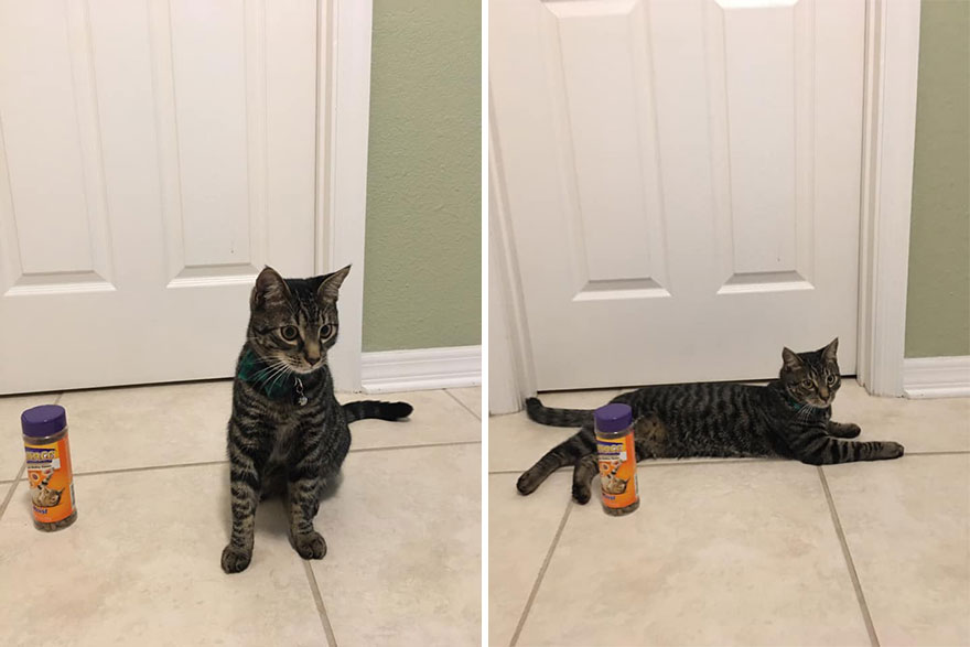 This 6th Grader Wanted To See How Many Surfaces Your Cat's Butt Touches In Your Home, So He Did An Experiment