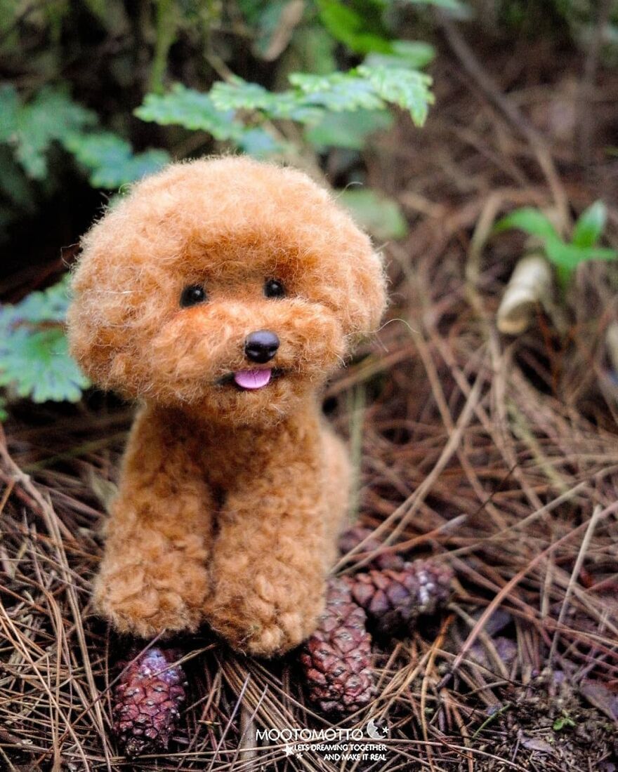 Real Look Poodle ❤️
.
#reallookseriesmootomotto
#poodle