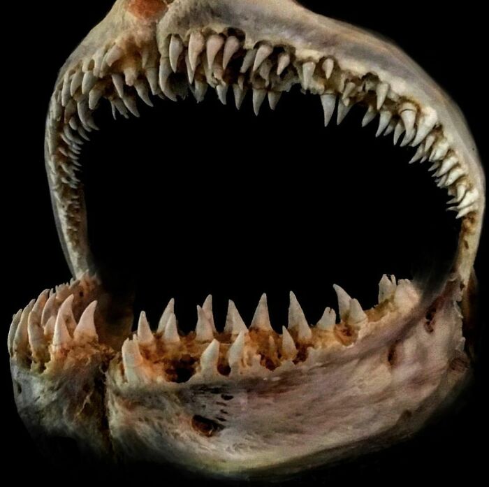On My Instagram I Show The Most Bizarre Fish Teeth You Will Ever See.