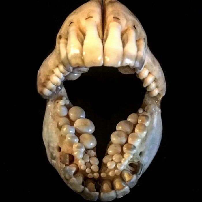 On My Instagram I Show The Most Bizarre Fish Teeth You Will Ever See.