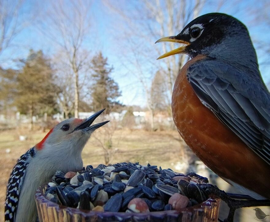 Redbellied Woodpecker And American Robin