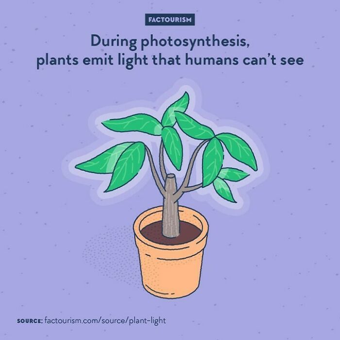 During Photosynthesis, Plants Emit Light That Humans Can’t See
